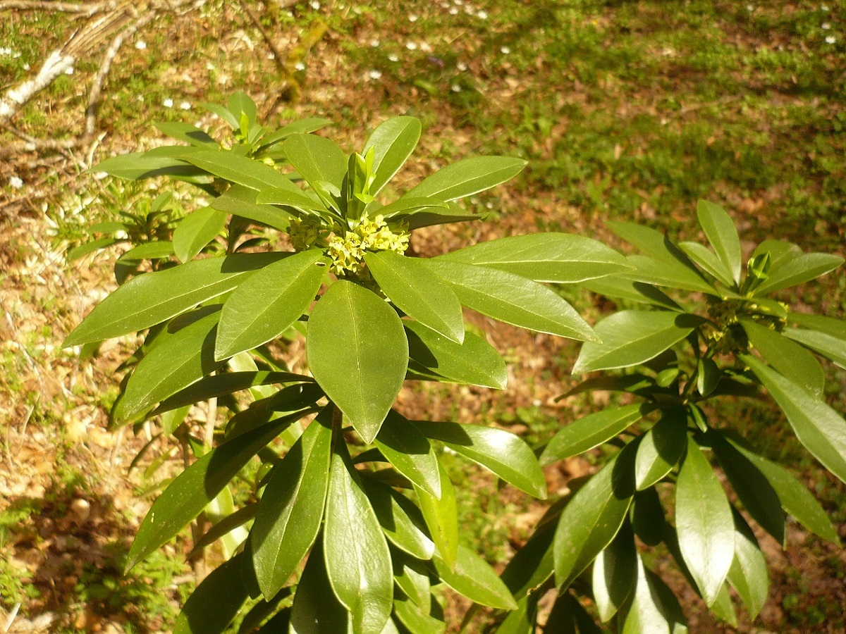 Daphne laureola (Thymelaeaceae)